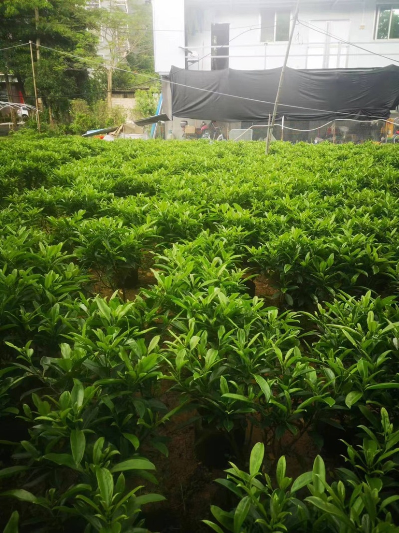 非洲茉莉布袋苗基地直销规格齐全欢迎老板来电咨询合作