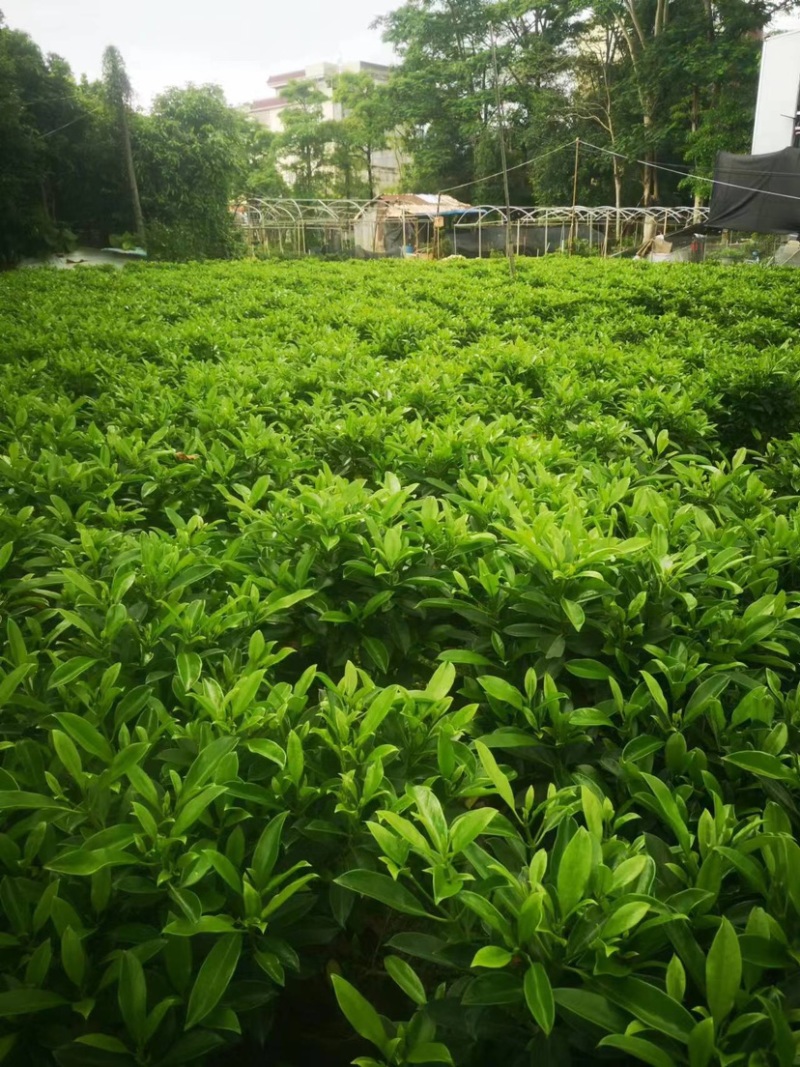 非洲茉莉布袋苗基地直销规格齐全欢迎老板来电咨询合作