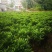 非洲茉莉布袋苗基地直销规格齐全欢迎老板来电咨询合作