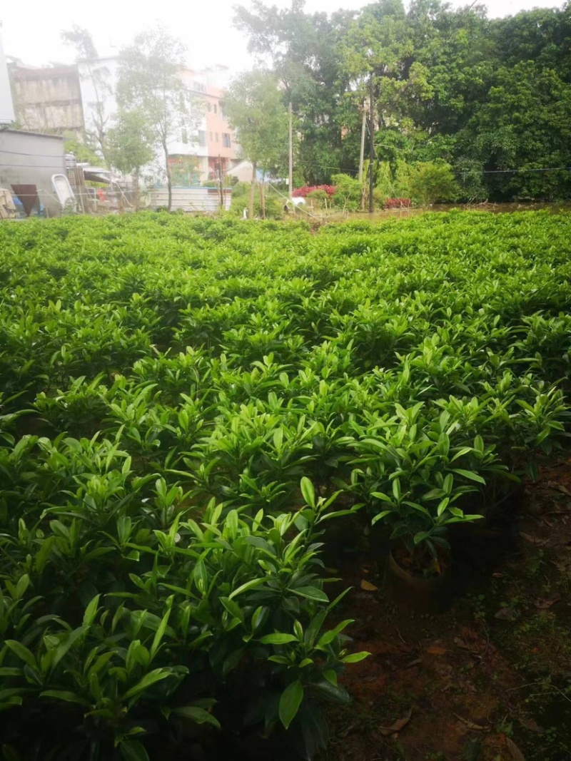 非洲茉莉布袋苗基地直销规格齐全欢迎老板来电咨询合作
