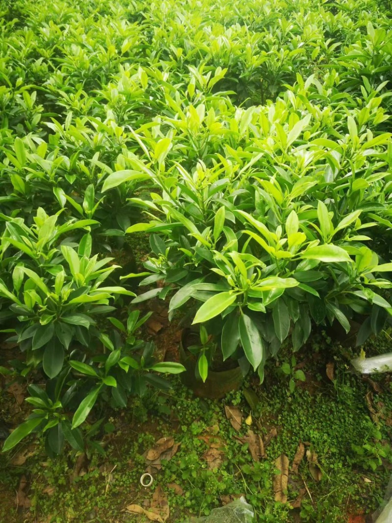 非洲茉莉布袋苗基地直销规格齐全欢迎老板来电咨询合作
