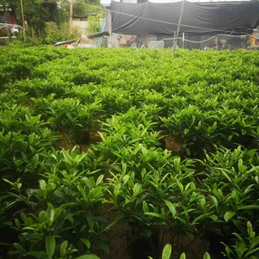 非洲茉莉布袋苗基地直销规格齐全欢迎老板来电咨询合作