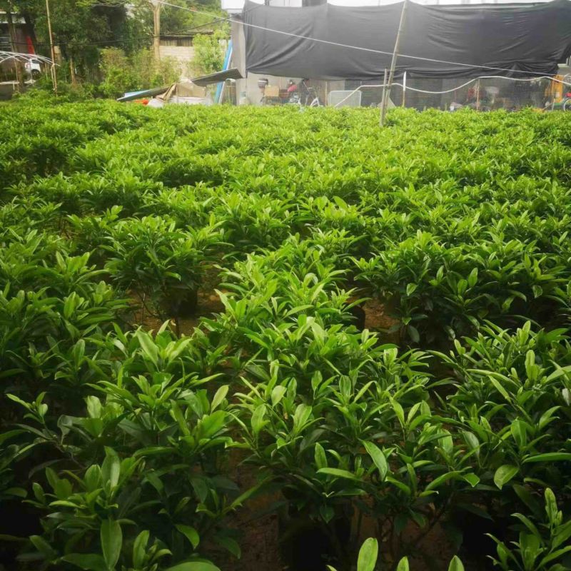 非洲茉莉布袋苗基地直销规格齐全欢迎老板来电咨询合作