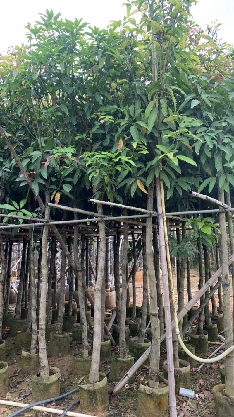 芒果树基地直销规格齐全欢迎老板来电咨询合作