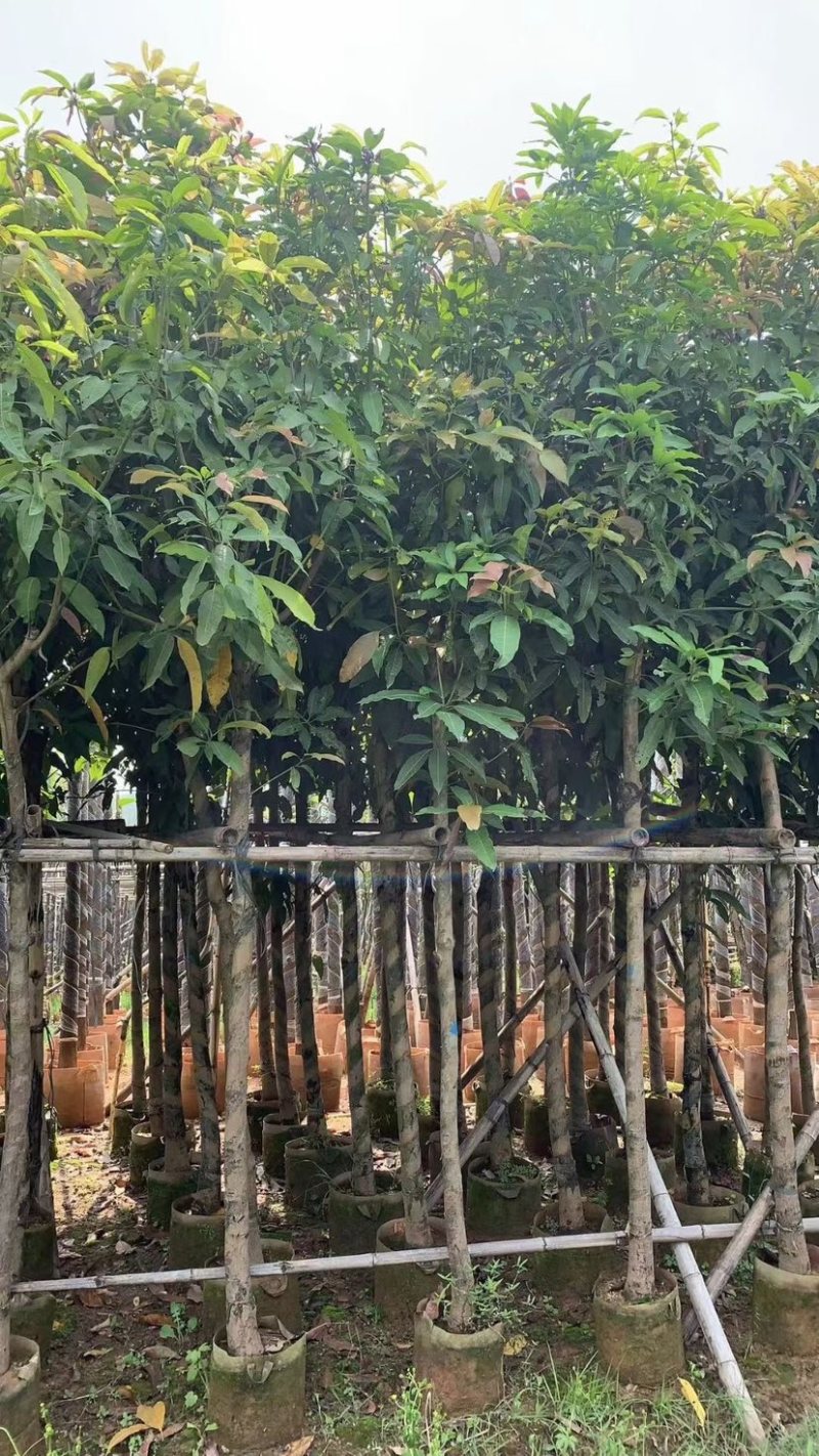 芒果树基地直销规格齐全欢迎老板来电咨询合作
