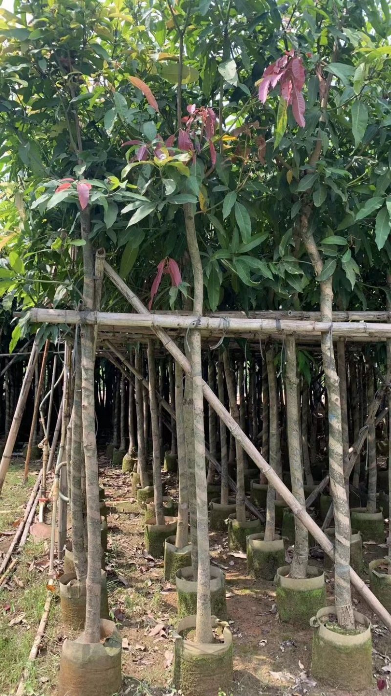 芒果树基地直销规格齐全欢迎老板来电咨询合作
