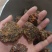 没药生没药实拍现货发货如图制没药货真价实