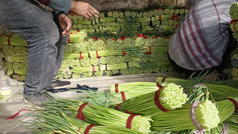 精品蒜苔红帽蒜苔大量供应，现抽现发新鲜现摘，量大从优