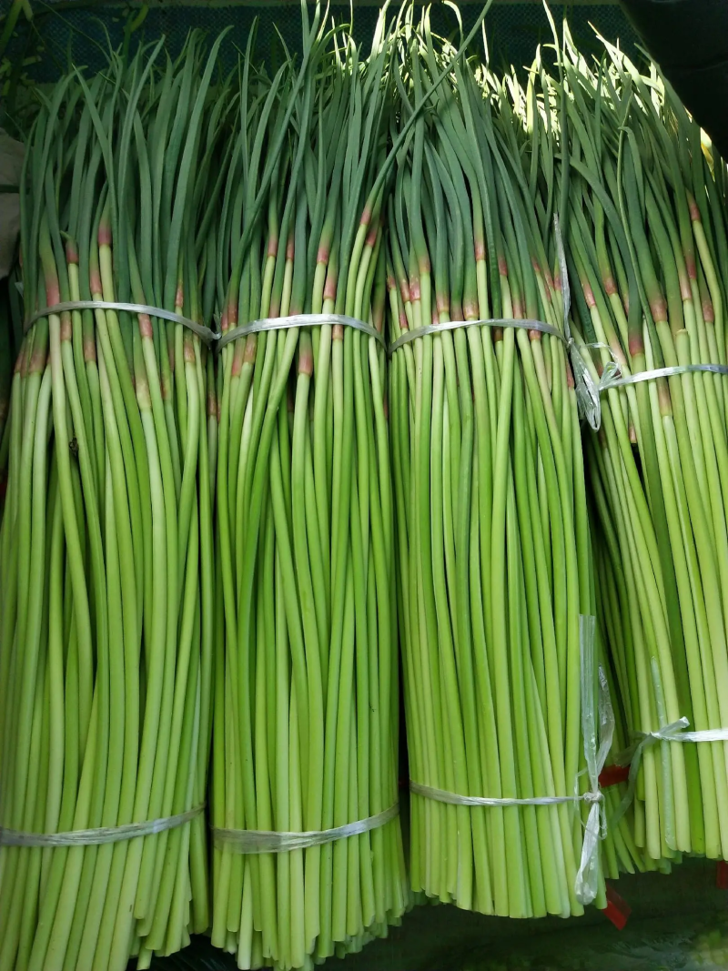 精品蒜苔红帽蒜苔大量供应，现抽现发新鲜现摘，量大从优