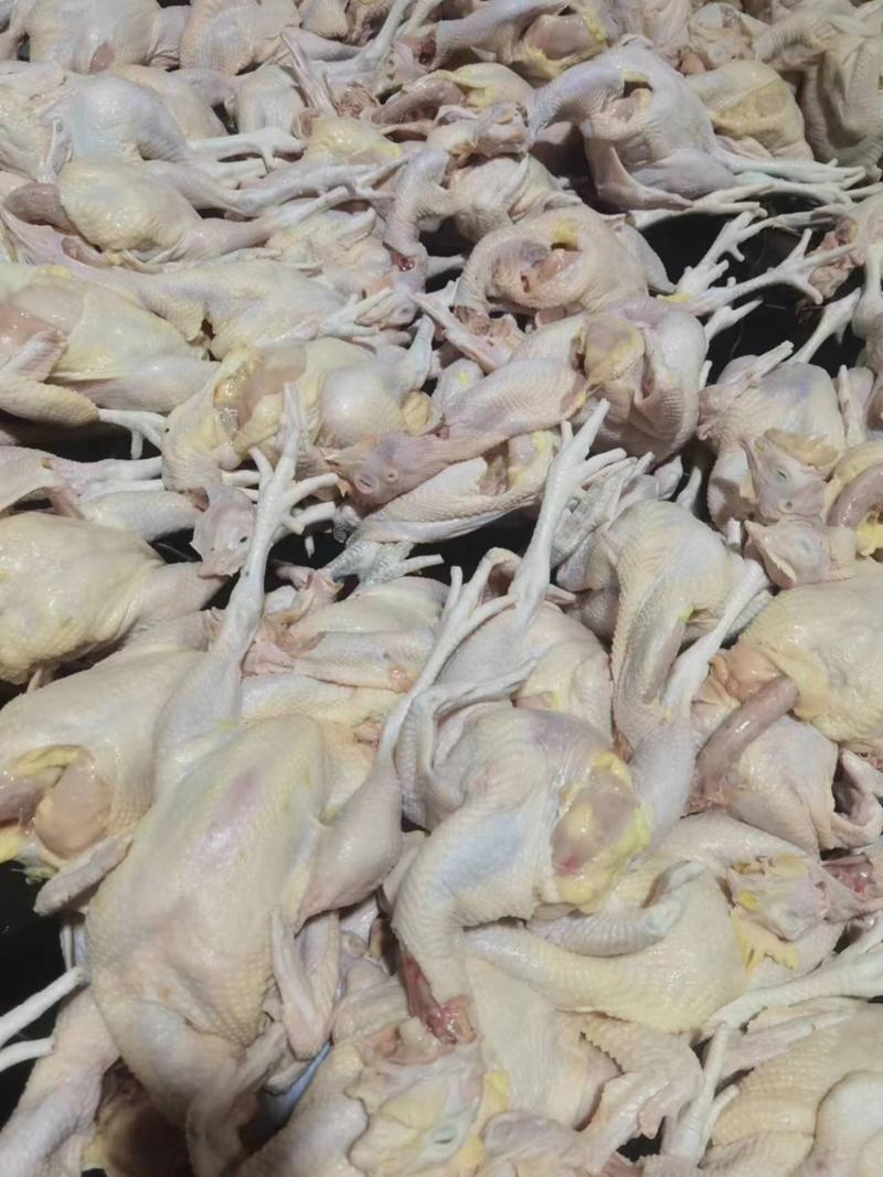 【推荐】山东滨州精品三黄鸡，肉质好，货量充足，欢迎选购