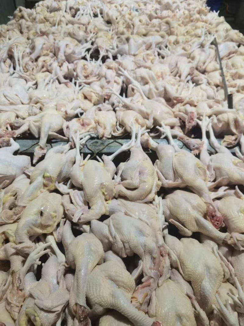 【推荐】山东滨州精品三黄鸡，肉质好，货量充足，欢迎选购