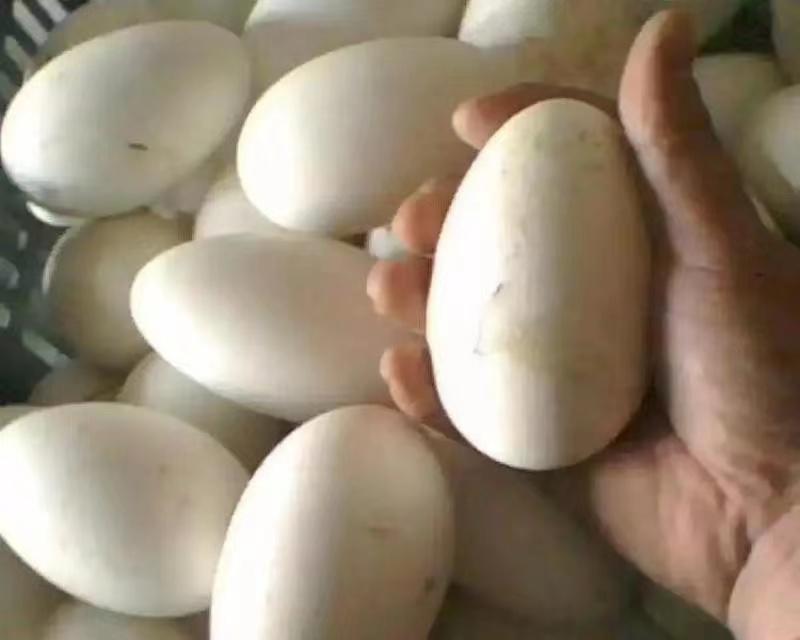 鹅蛋，鹅种蛋大量供应，产地直发量大从优欢迎联系