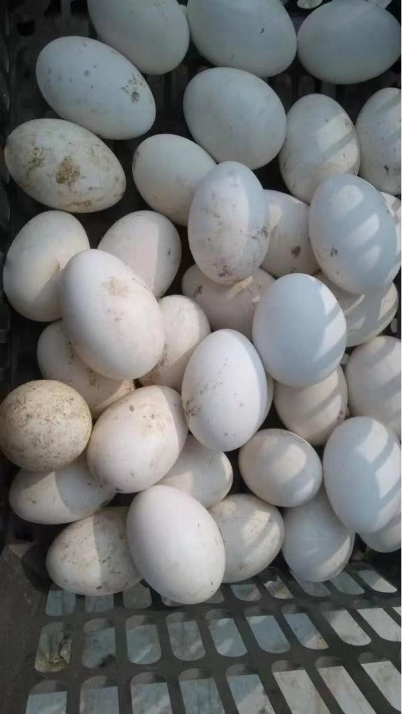 鹅蛋，鹅种蛋大量供应，产地直发量大从优欢迎联系