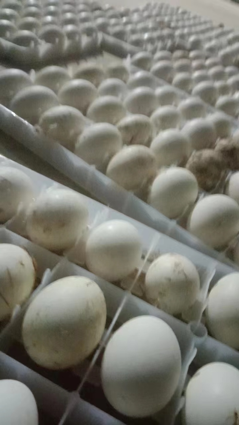 鹅蛋，产地直发量大从优欢迎联系