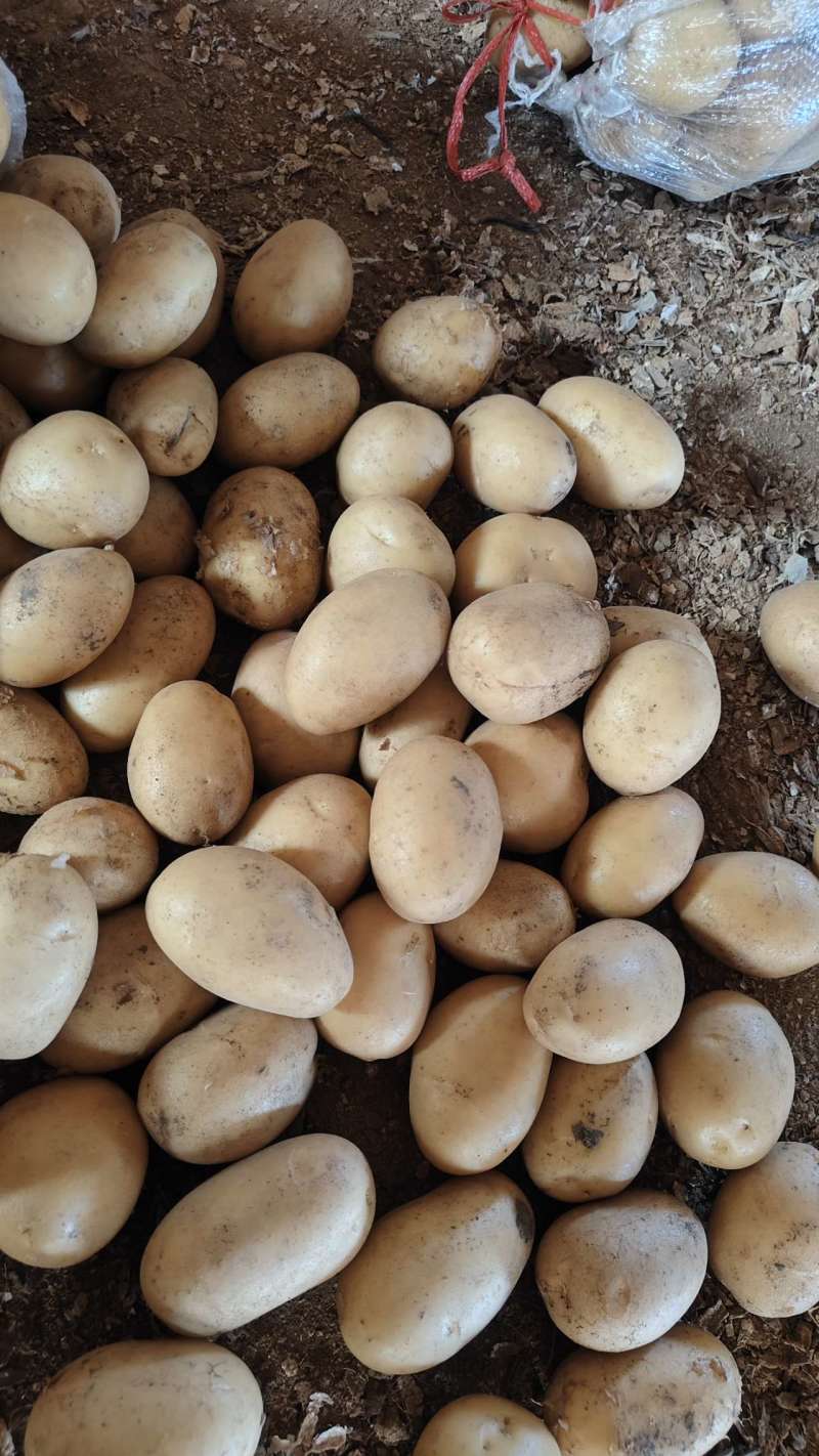 荷兰小土豆优质荷兰十五精选1～3两2～4两