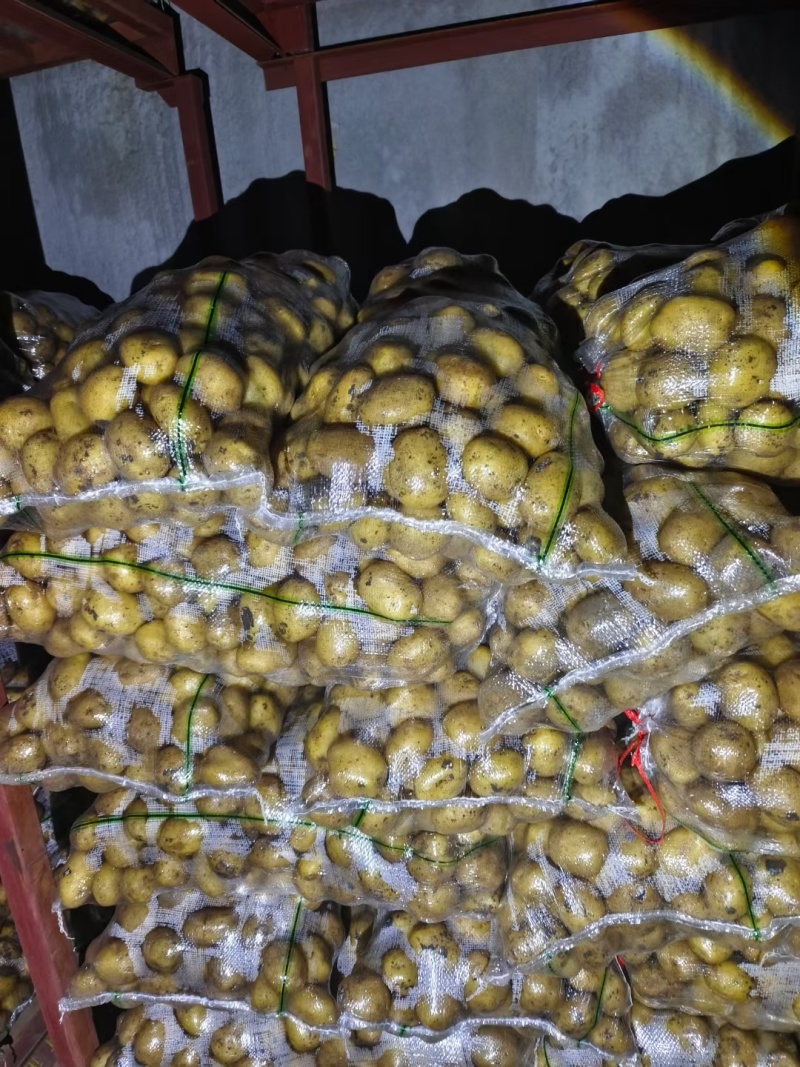 荷兰小土豆优质荷兰十五精选1～3两2～4两