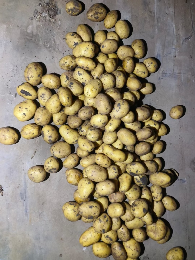 荷兰小土豆优质荷兰十五精选1～3两2～4两