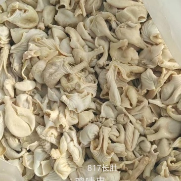 817鸡嗉皮圆肚，八成熟