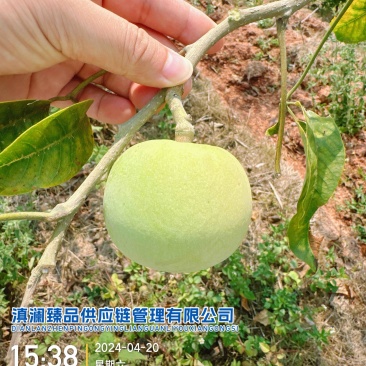冰淇淋果白柿