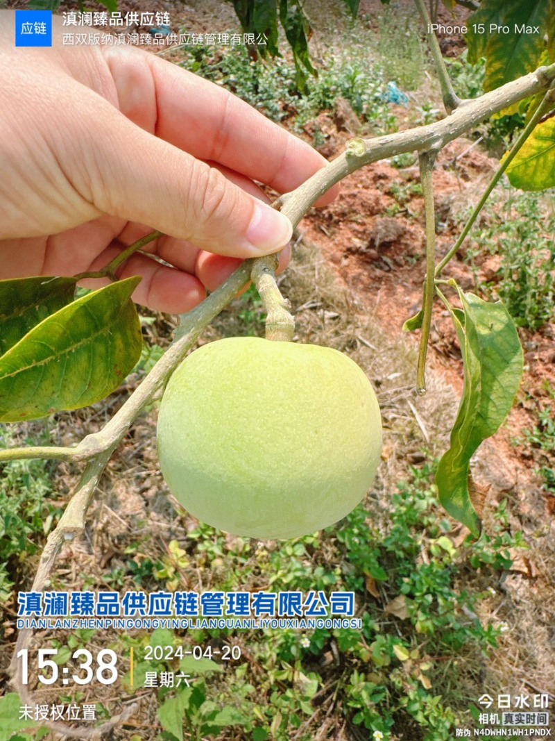 冰淇淋果白柿