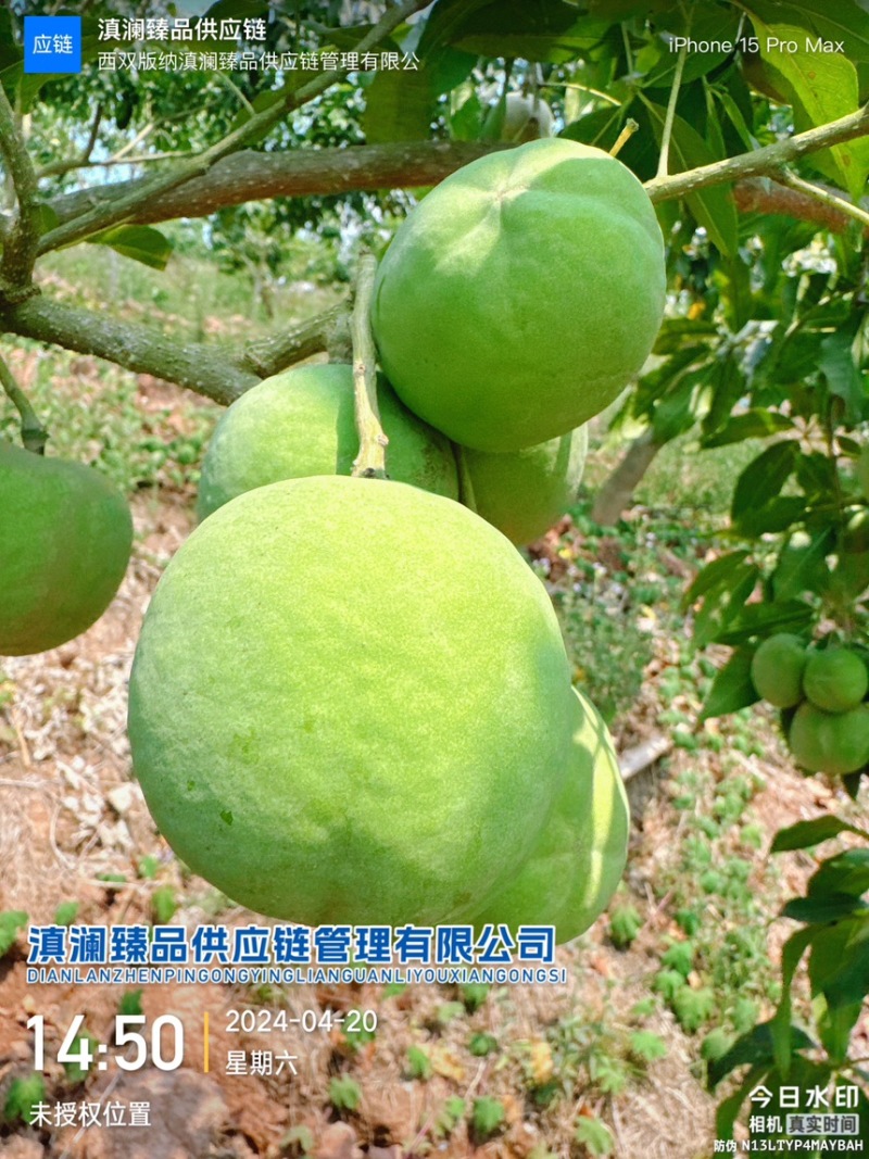 冰淇淋果白柿