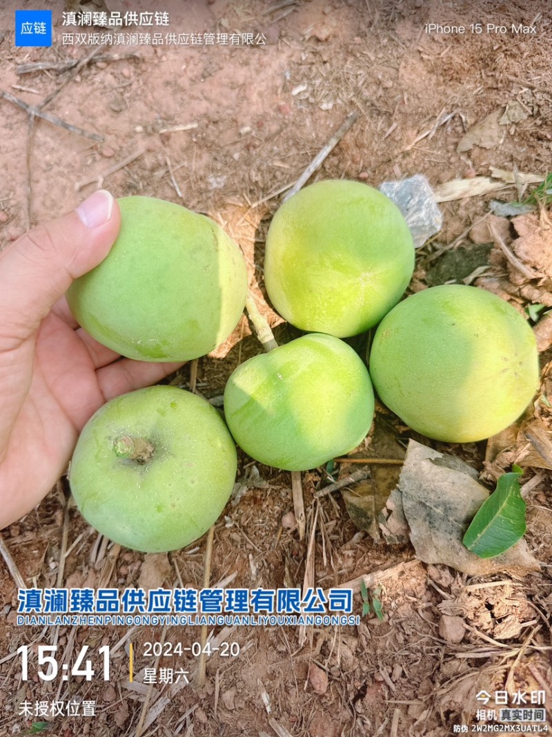 冰淇淋果白柿