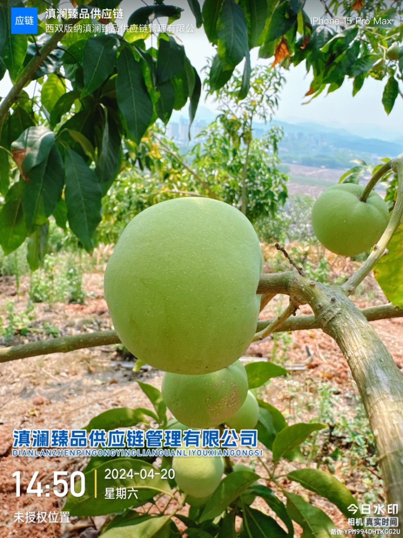 冰淇淋果白柿