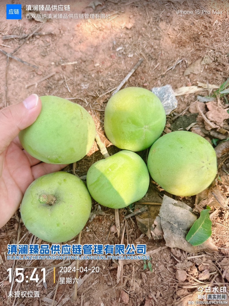 冰淇淋果白柿