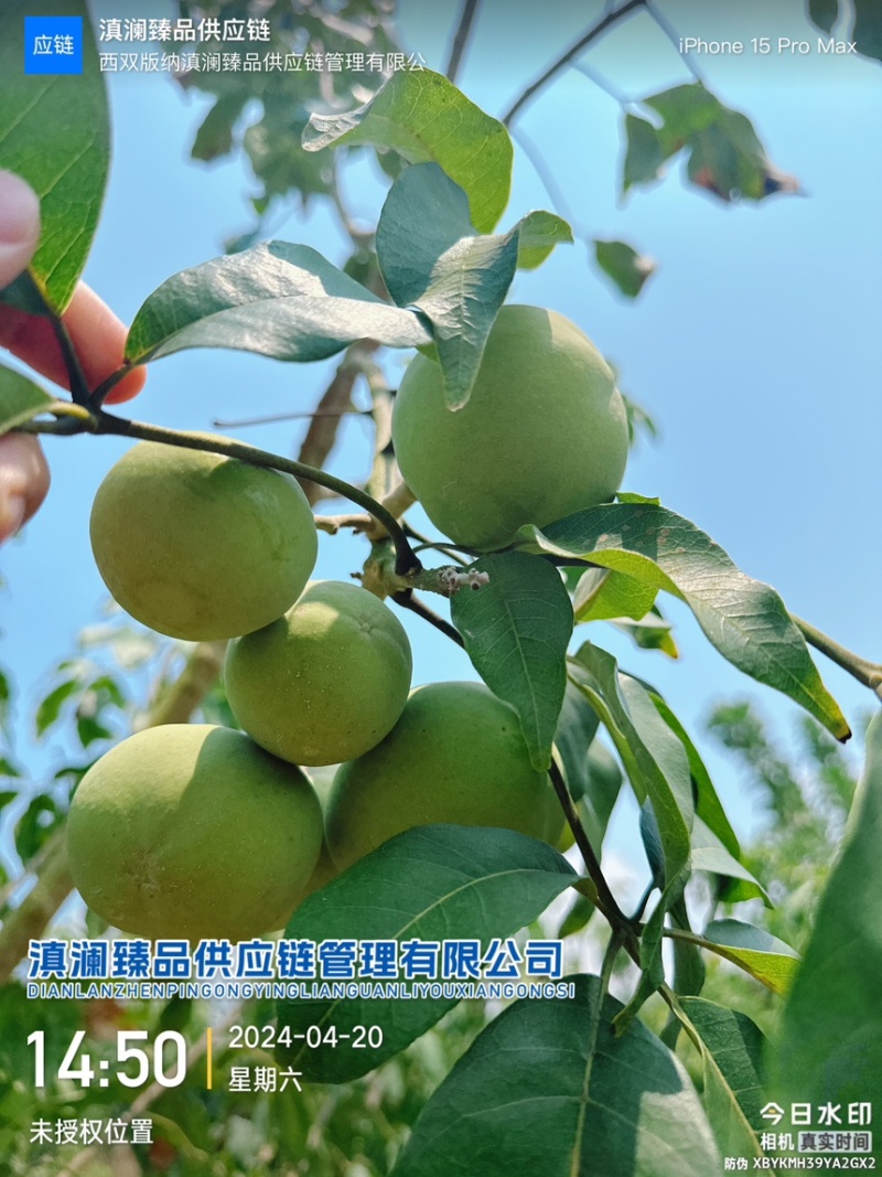 冰淇淋果白柿