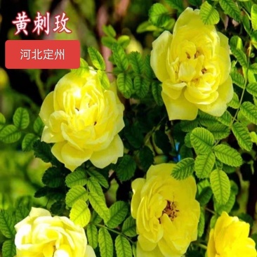 河北定州黄刺玫苗苗庭院别墅地栽重瓣耐寒耐旱绿化工程苗