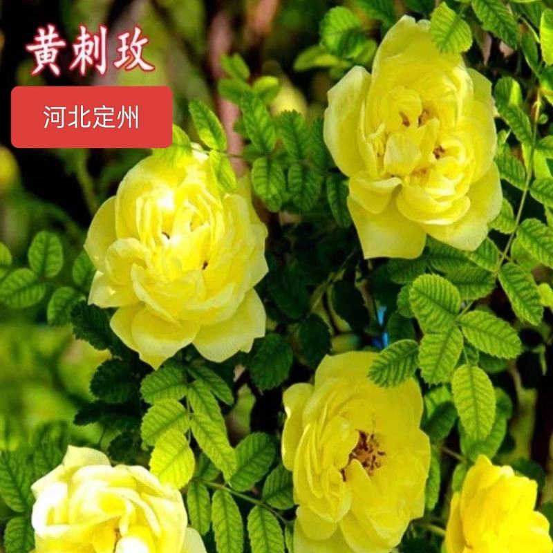 河北定州黄刺玫苗苗庭院别墅地栽重瓣耐寒耐旱绿化工程苗