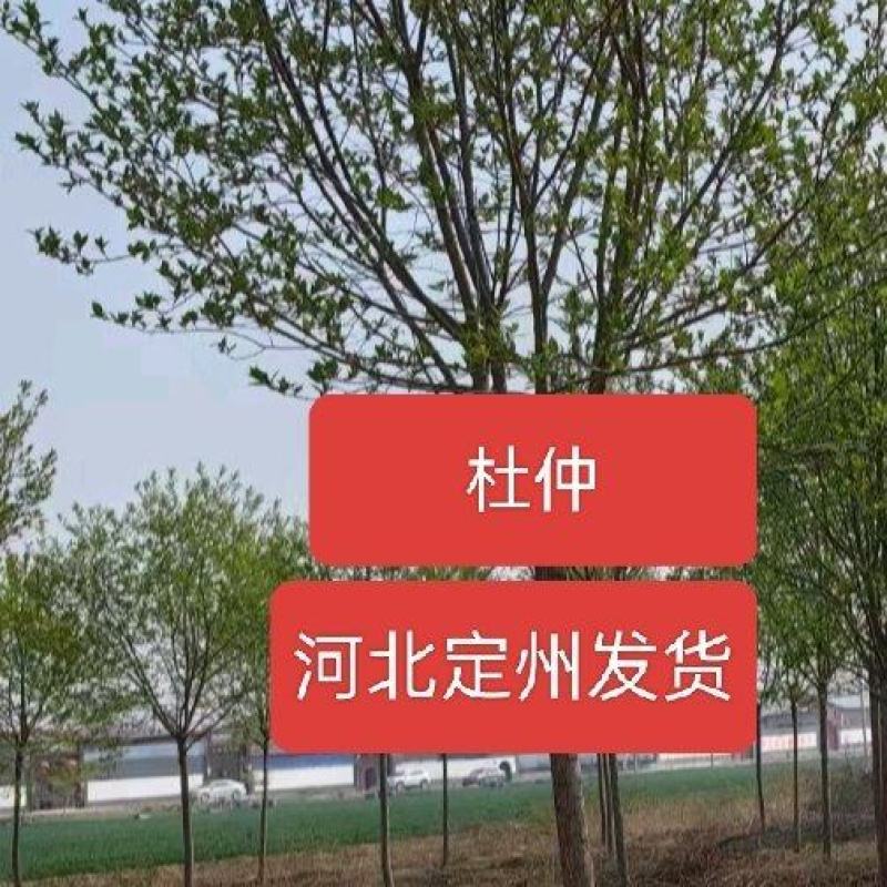 河北定州杜仲丛生乔灌木绿化苗木树苗自家现挖现卖保障成活率