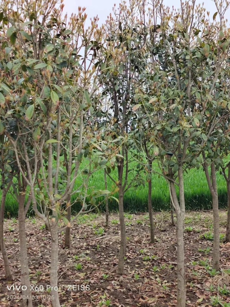 桂花树大量供应各种规格，安徽发货量大从优可咨询