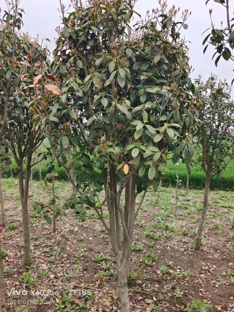 桂花树大量供应各种规格，安徽发货量大从优可咨询