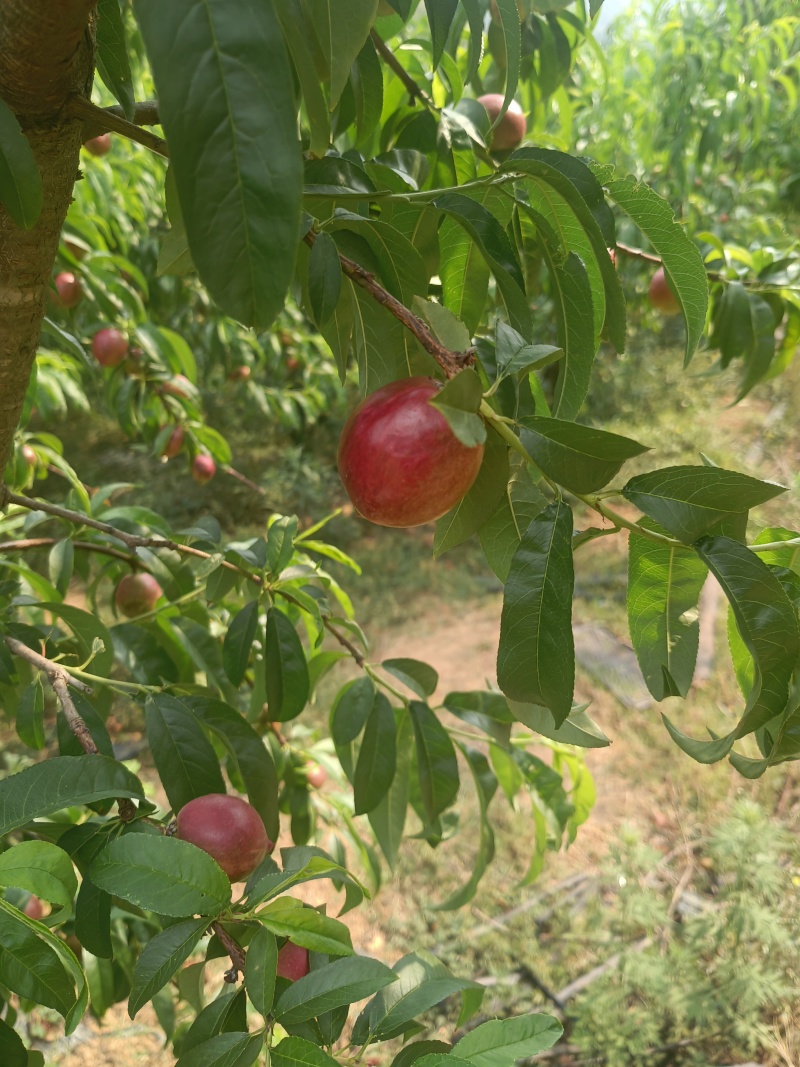 云南高原白心油桃珍珠枣油桃基地货源纯甜口感火焰色果面