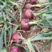 河南精品二红洋葱紫皮洋葱红皮洋葱产地直供大量供应