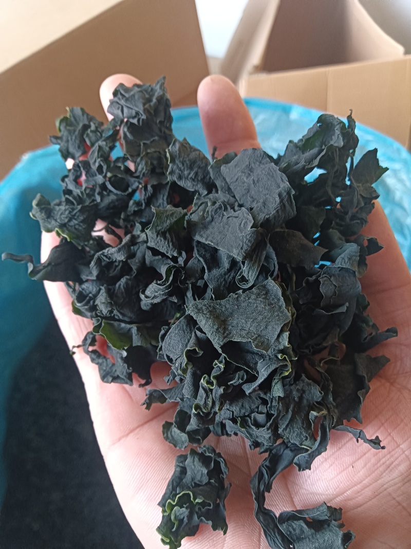 L号出口级别裙带菜无黄叶！很绿！泡发率高！