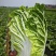 【黄心白菜】湖北襄阳白菜新鲜大白菜千亩基地货源稳定代发