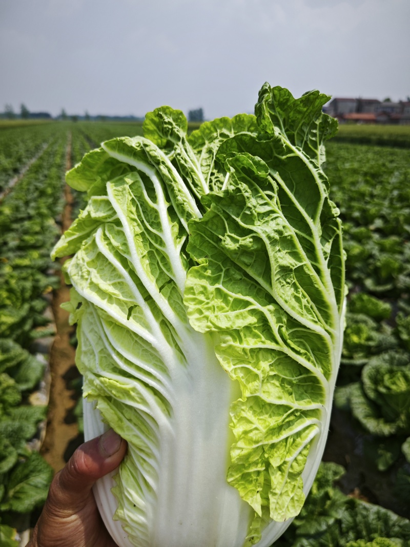 【黄心白菜】湖北襄阳白菜新鲜大白菜千亩基地货源稳定代发