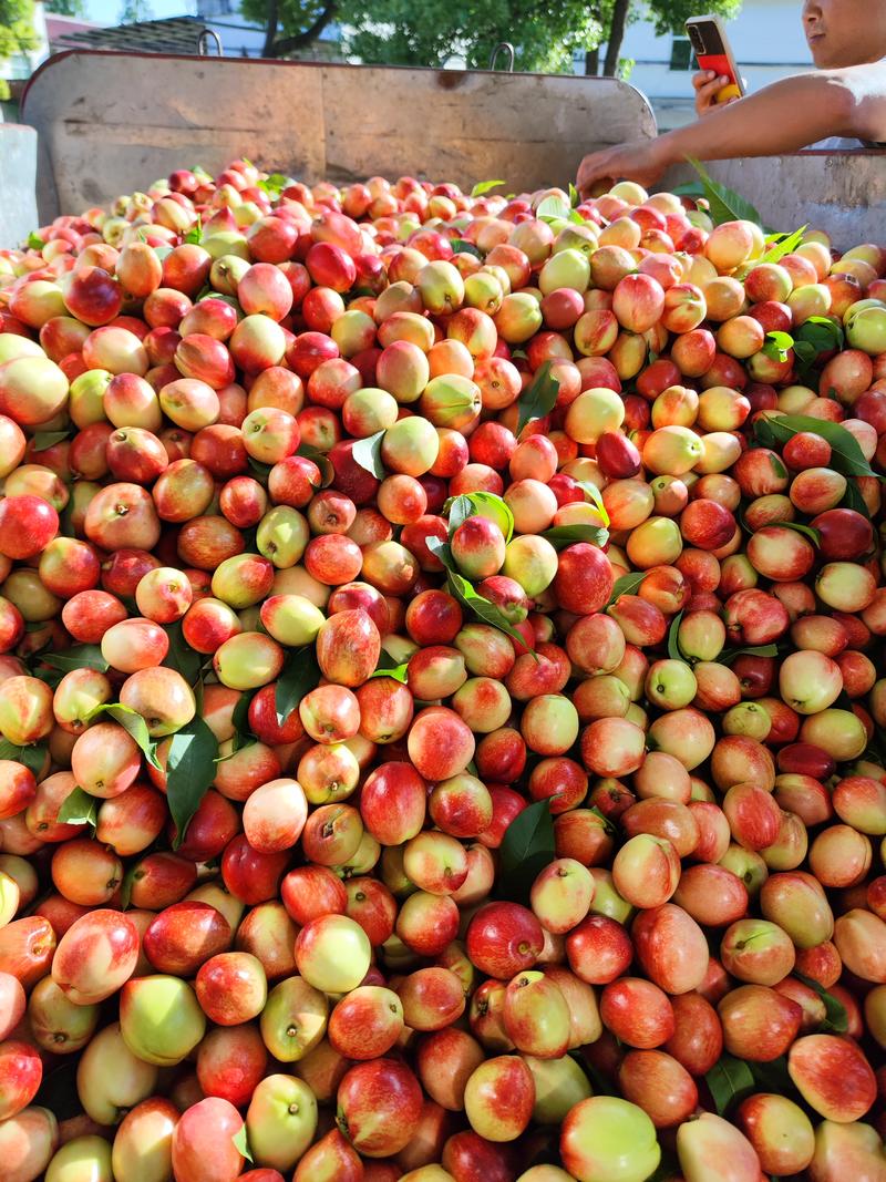 518油桃早熟油桃产地直发支持全国发货