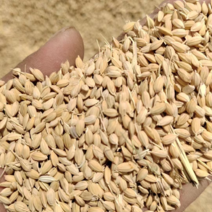 绥香稻精品稻谷大量供应产地直发一手货源品质保证