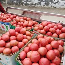 我市场大量西红柿下来了口感，甜耐运输，品种齐全，欢迎新老顾客