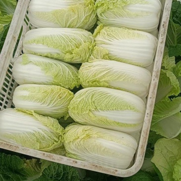 精品娃娃菜货源充足量大从优质量保证对接全国欢迎咨询