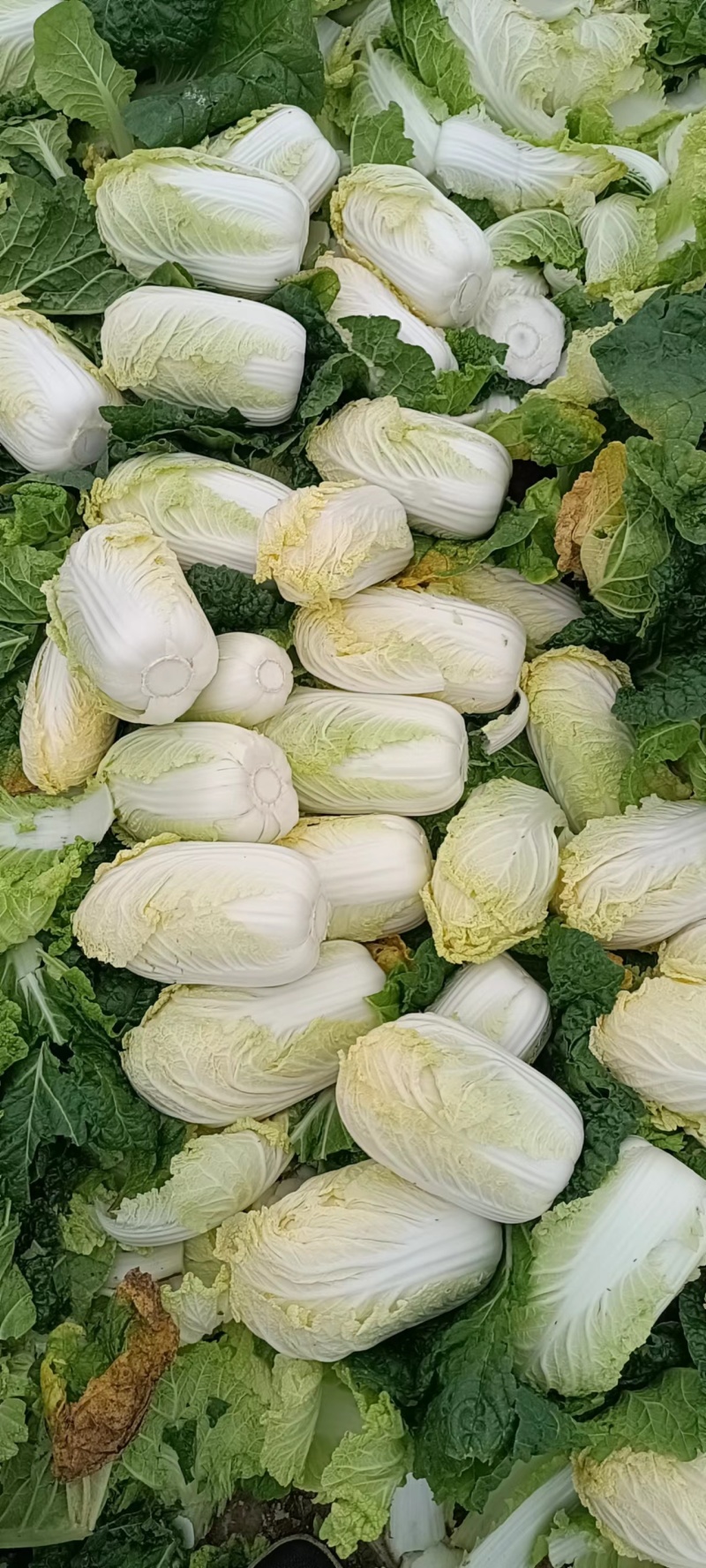 精品娃娃菜货源充足量大从优质量保证对接全国欢迎咨询