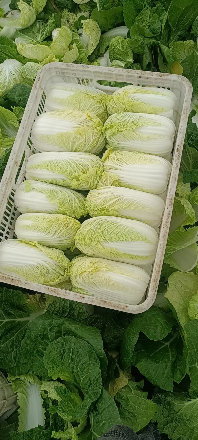 精品娃娃菜货源充足量大从优质量保证对接全国欢迎咨询