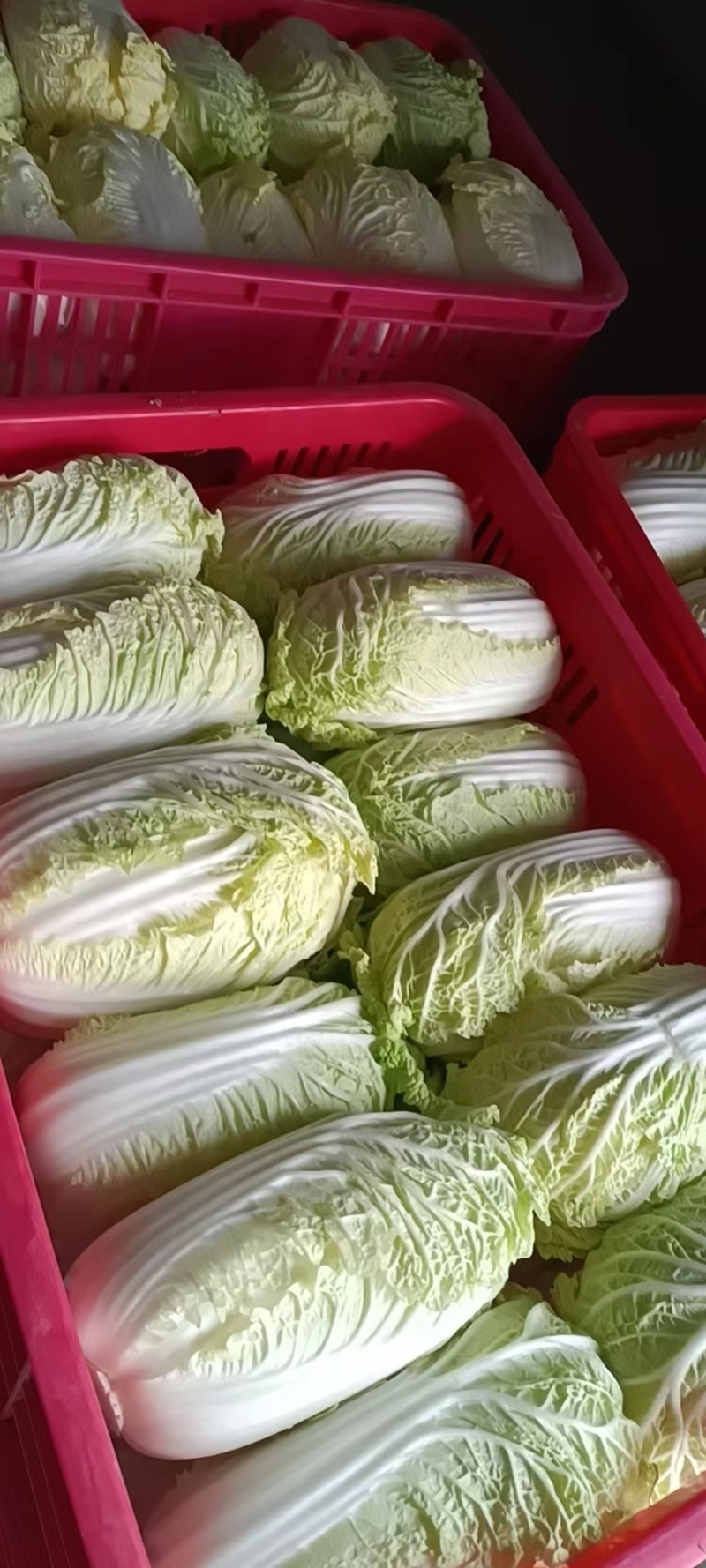 精品娃娃菜货源充足量大从优质量保证对接全国欢迎咨询