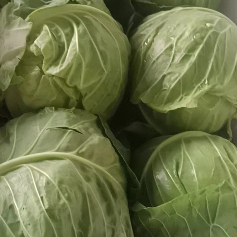 精品甘蓝圆包菜货源充足量大从优质量保证欢迎咨询