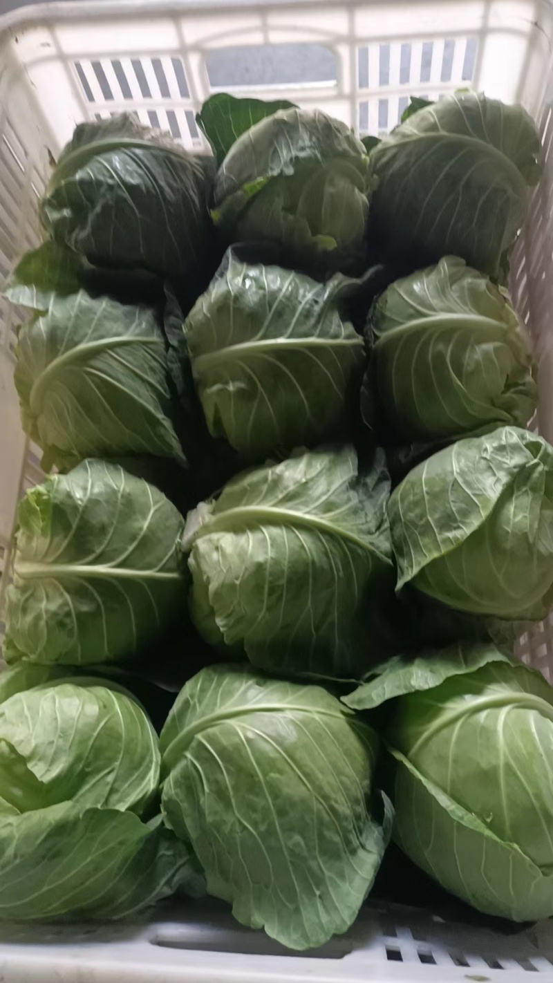 精品甘蓝圆包菜货源充足量大从优质量保证欢迎咨询