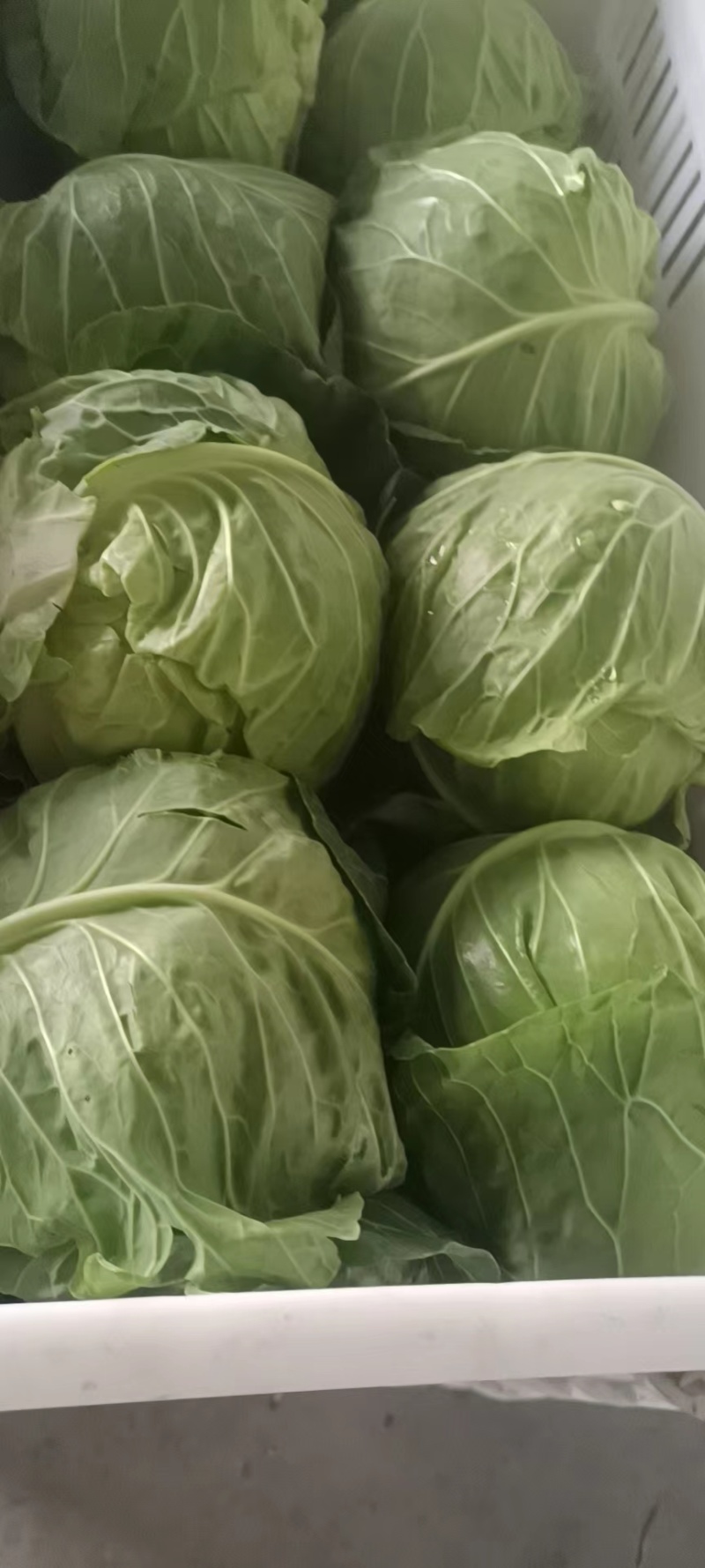精品甘蓝圆包菜货源充足量大从优质量保证欢迎咨询
