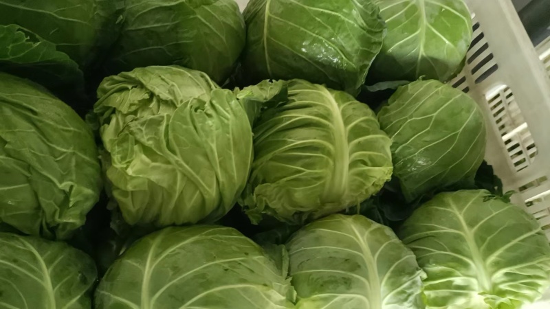 精品甘蓝圆包菜货源充足量大从优质量保证欢迎咨询